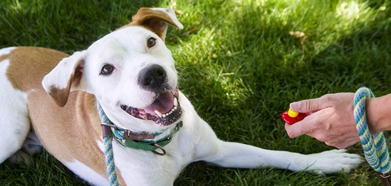 Köpeğe Clicker Eğitimi Nasıl Verilir