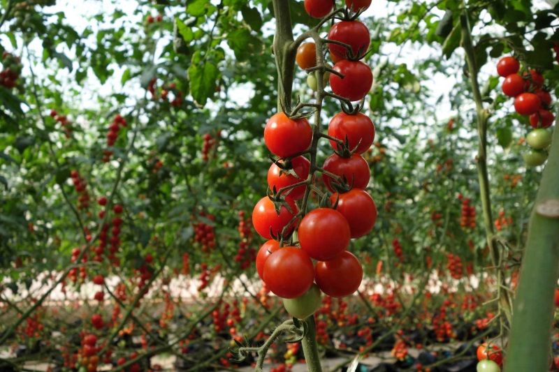 Cherry Domatesi Nasıl Yetiştirilir