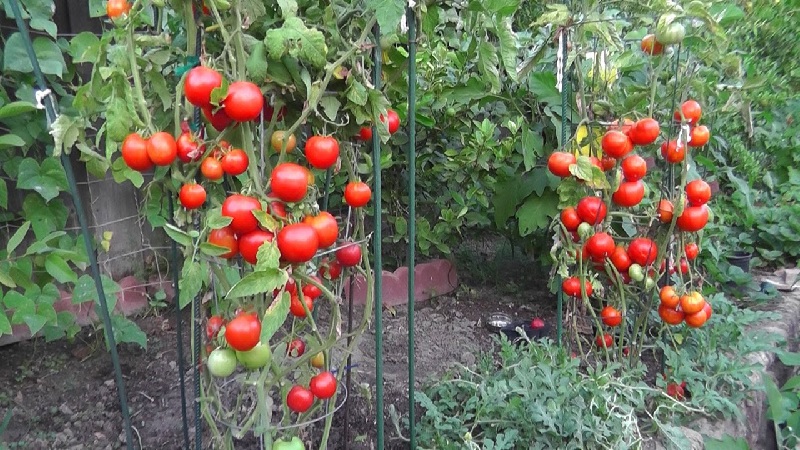 Domates Bitkisi Yetiştirmek