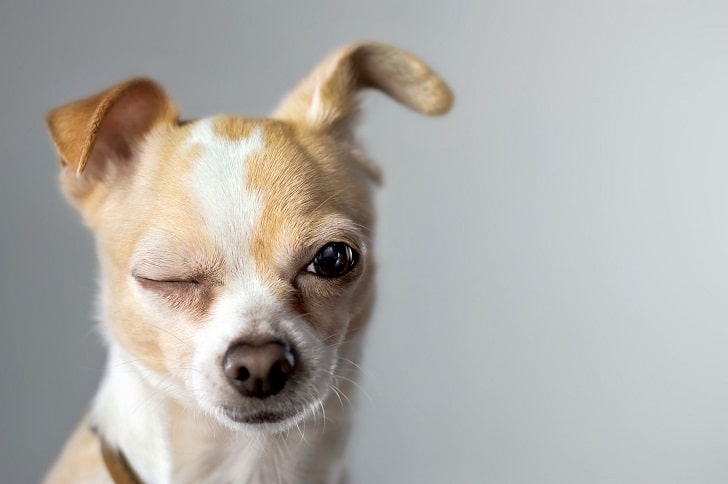 Köpeğim Gözünü Açamıyor